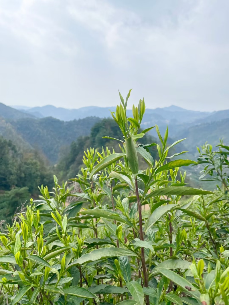 湖南保靖黄金茶