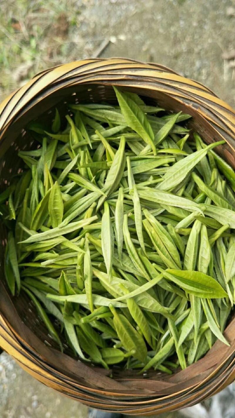 湖南保靖黄金茶
