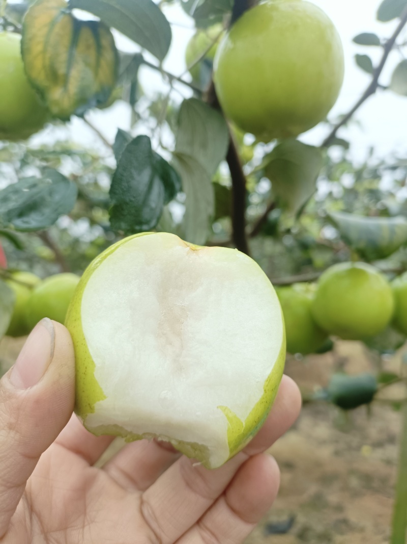 牛奶苹果枣