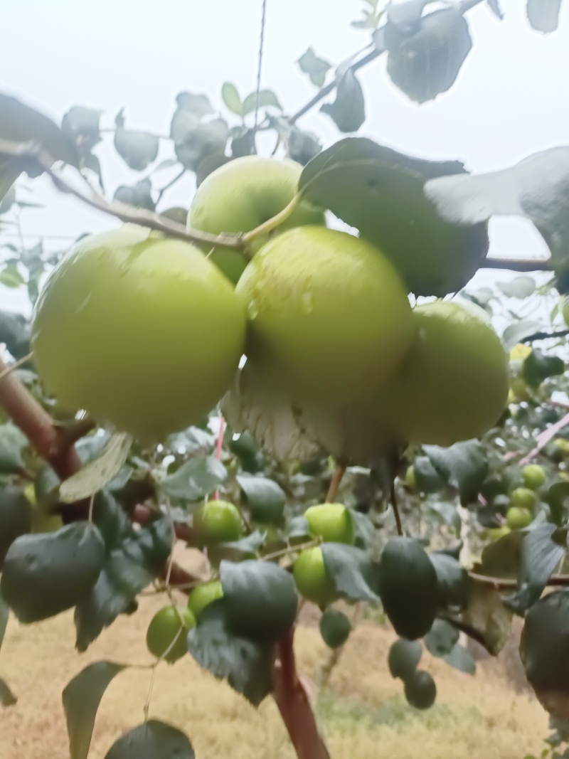 牛奶苹果枣