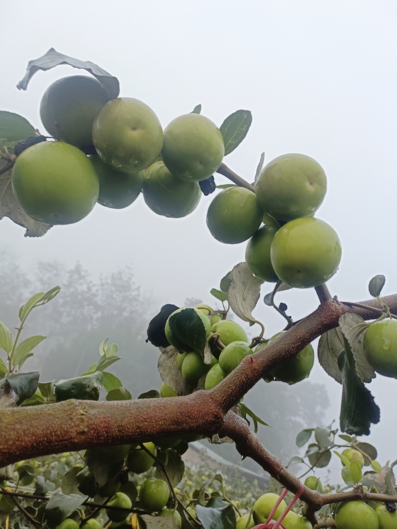 牛奶苹果枣
