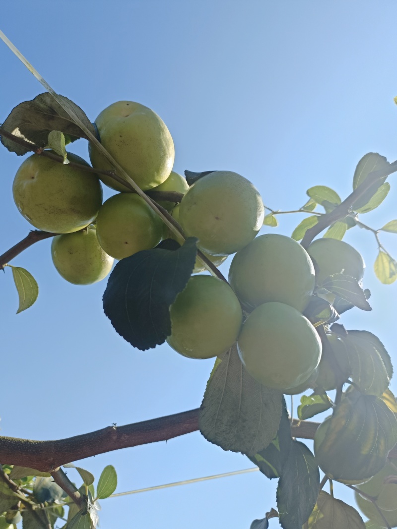 牛奶苹果枣