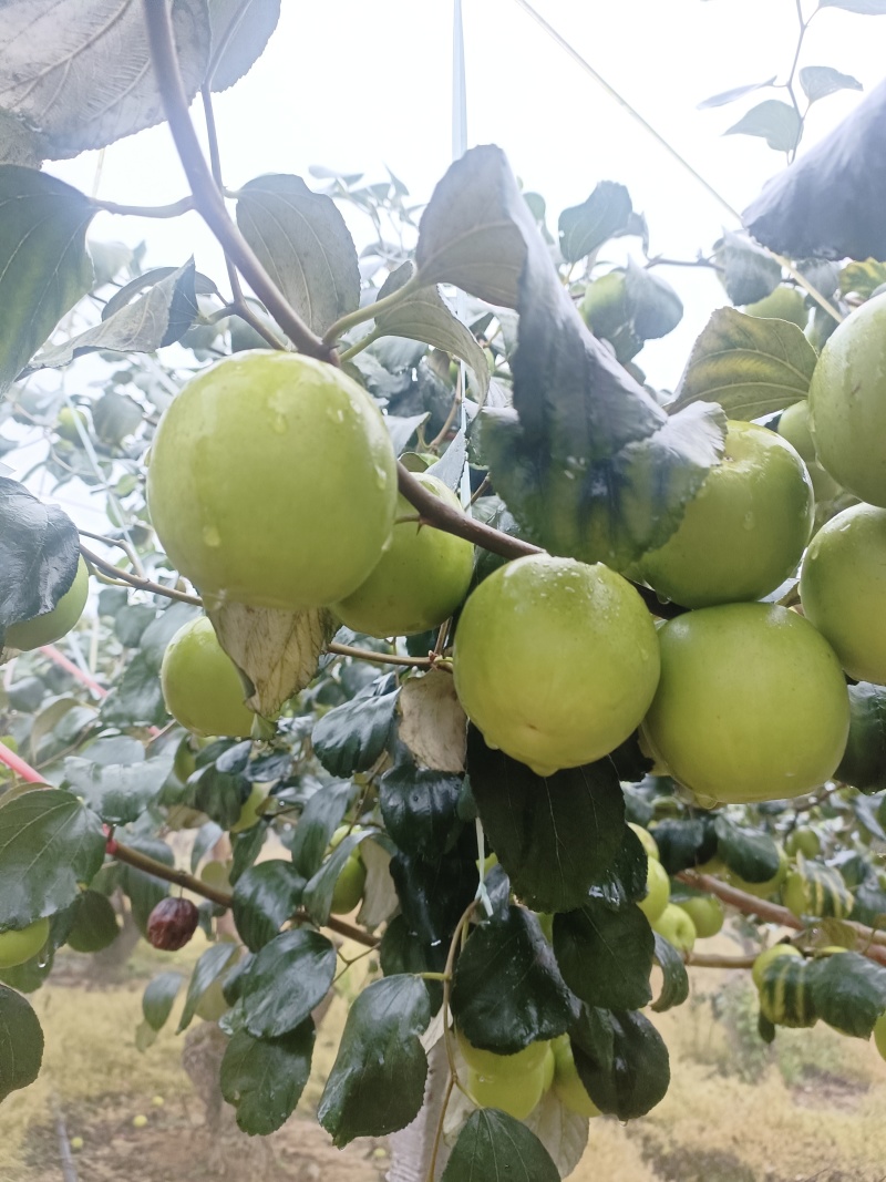 牛奶苹果枣