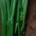 法国皇后芹菜