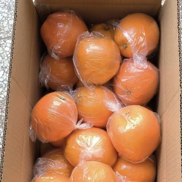 湖南新宁脐橙