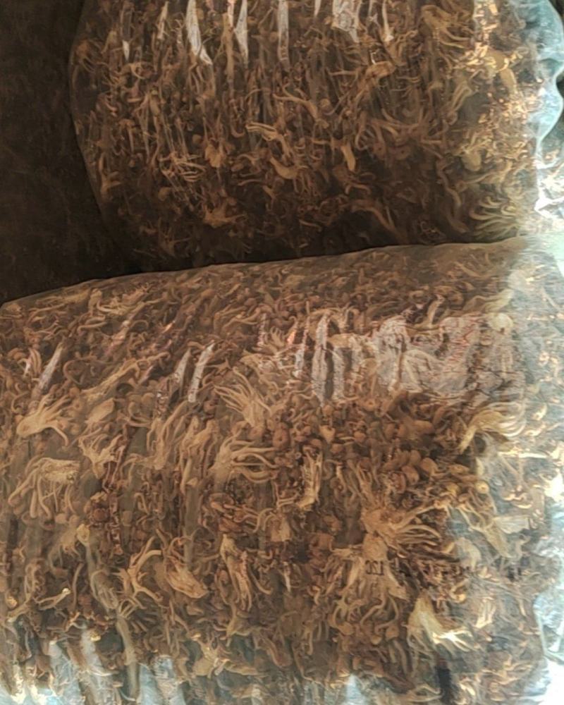 榆黄菇（干货）
