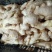山东大黄姜