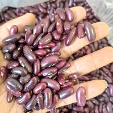 缅甸红腰豆