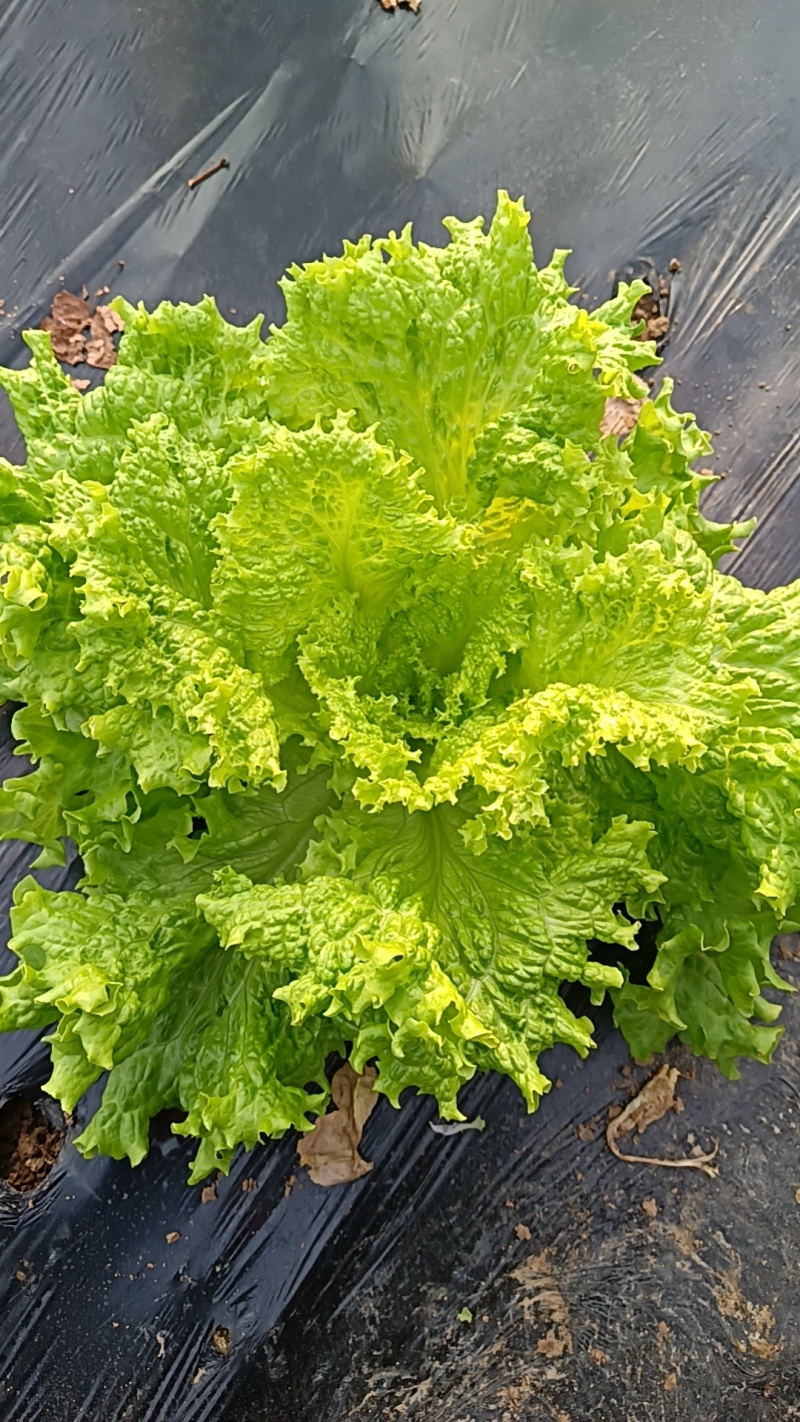 生菜