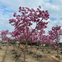 紫花风铃木全冠3-15分，大量低价出售