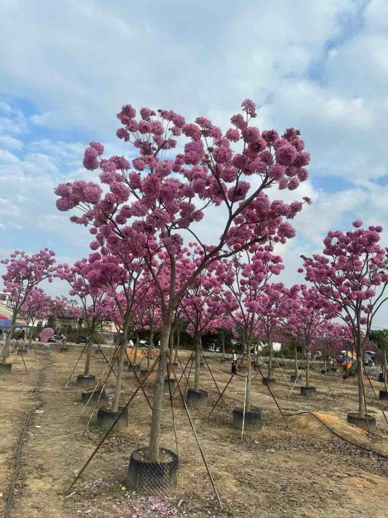 紫花风铃木全冠3-15分，大量低价出售