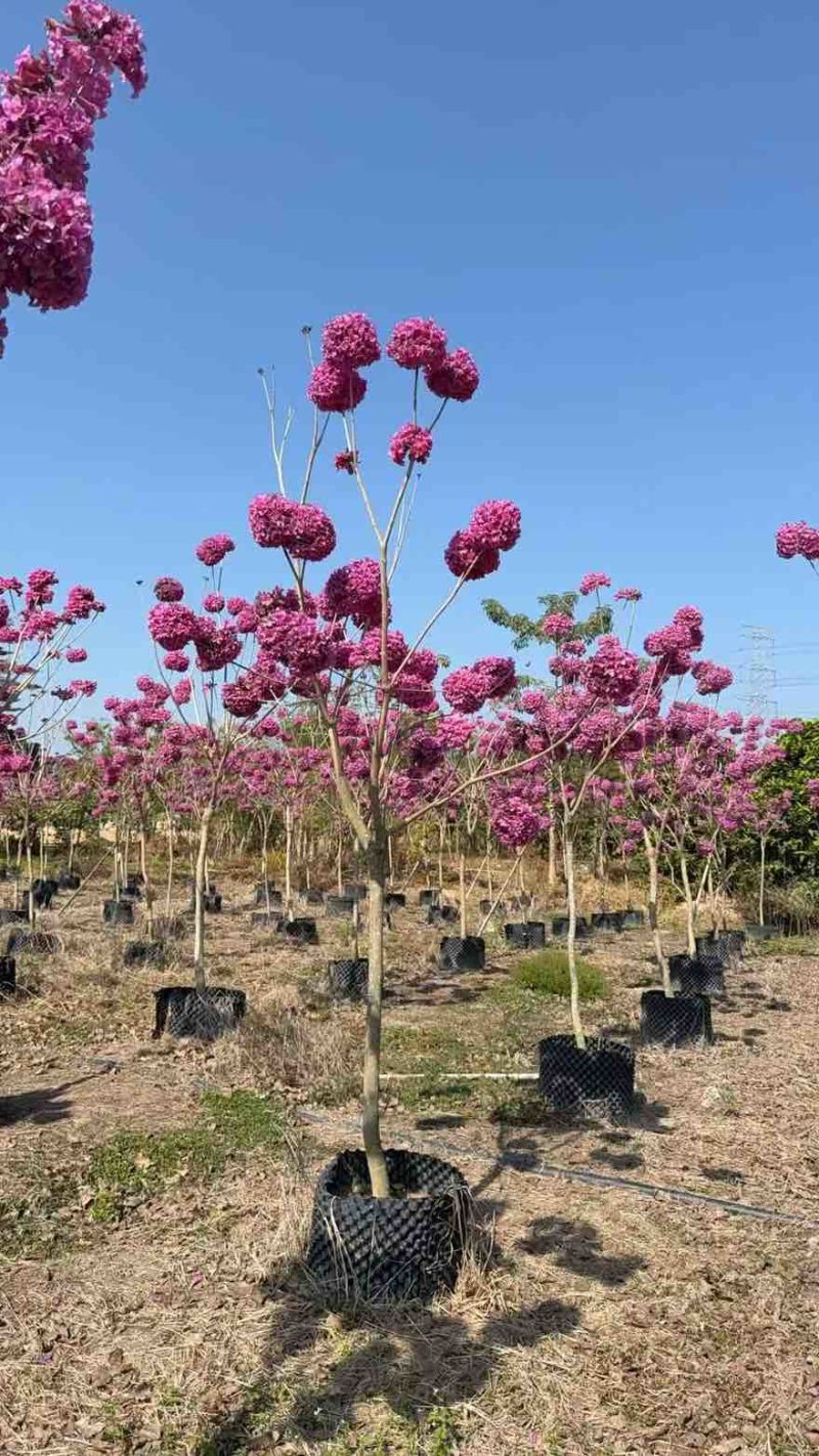紫花风铃木全冠3-15分，大量低价出售