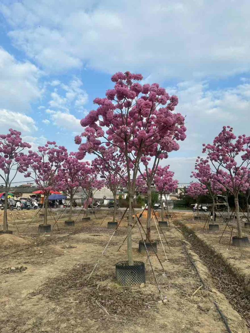 紫花风铃木全冠3-15分，大量低价出售