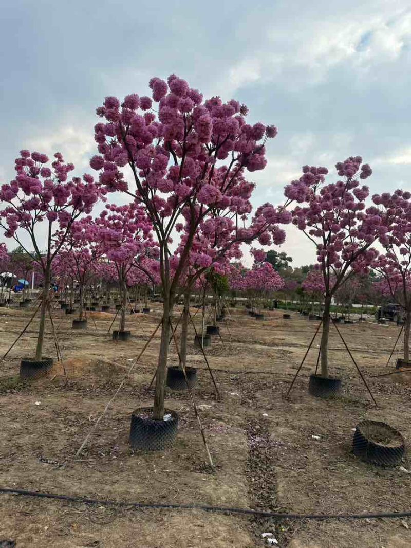 紫花风铃木全冠3-15分，大量低价出售