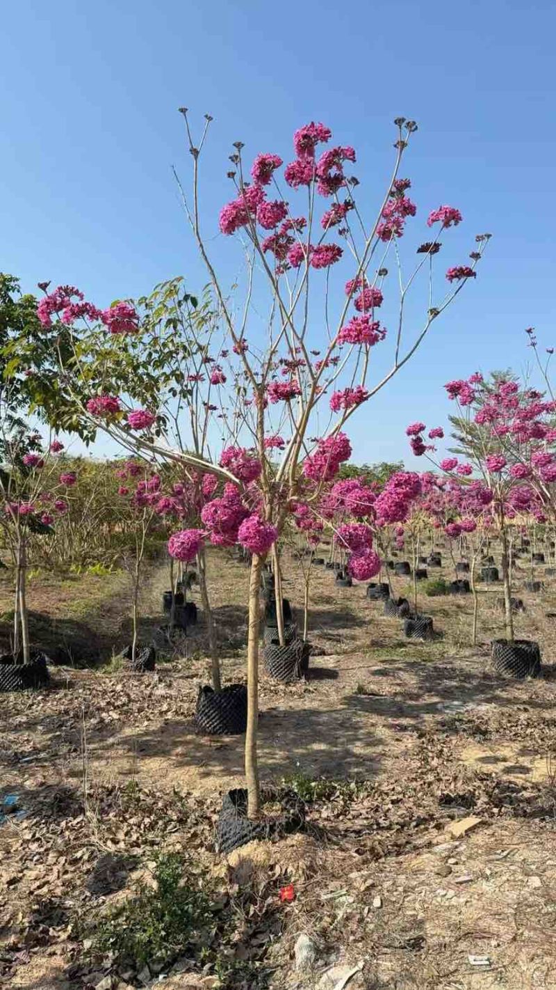 紫花风铃木全冠3-15分，大量低价出售
