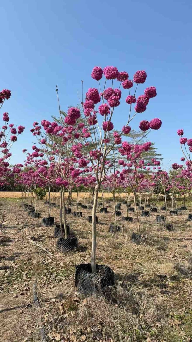 紫花风铃木全冠3-15分，大量低价出售