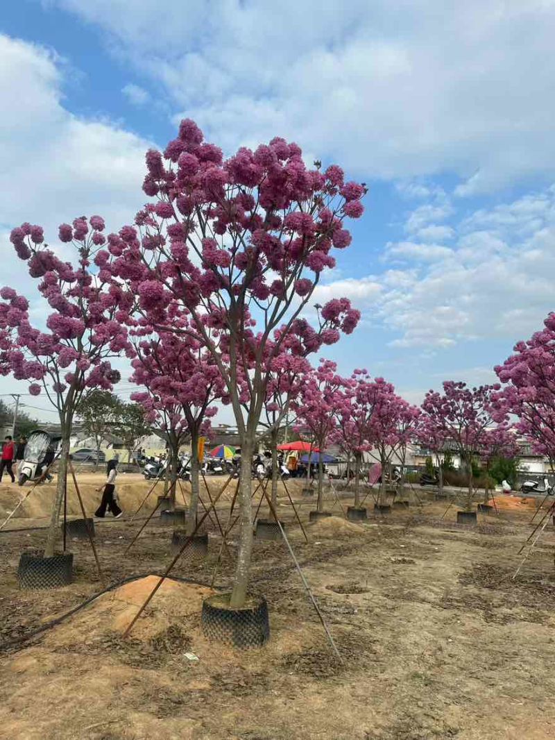 紫花风铃木全冠3-15分，大量低价出售