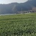四川冕宁县蒜苔