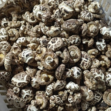 广水市郝店镇精品小花菇，2-3厘米，