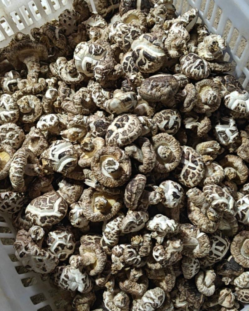 广水市郝店镇精品小花菇，2-3厘米，
