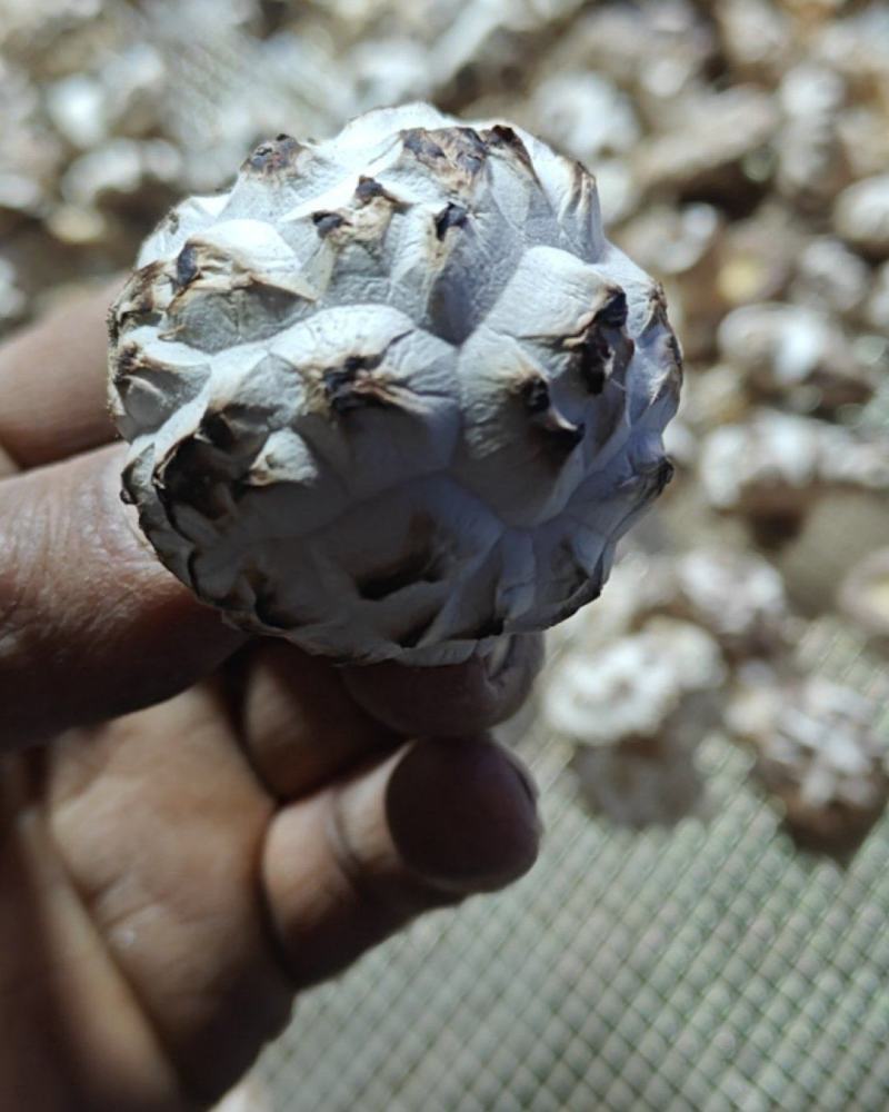 广水市郝店镇精品小花菇，2-3厘米，
