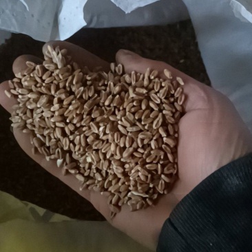 正宗三月红小麦