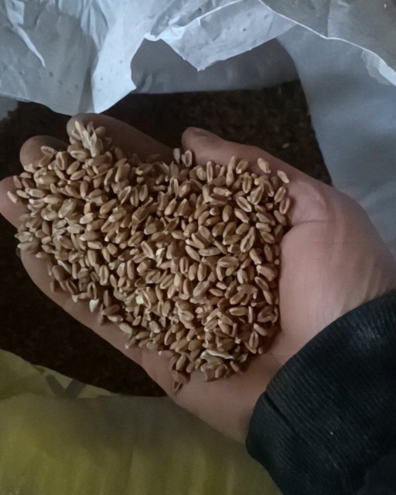 正宗三月红小麦