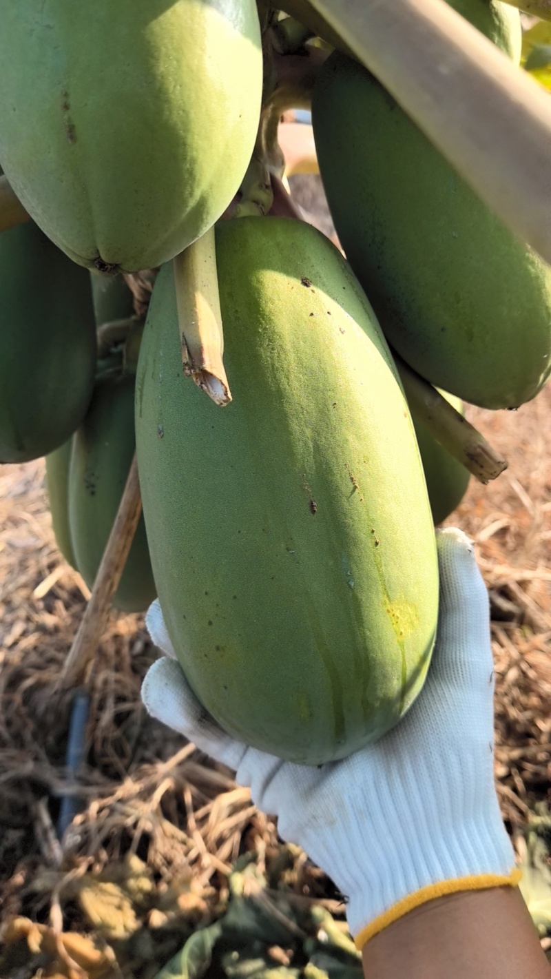 大青水果木瓜