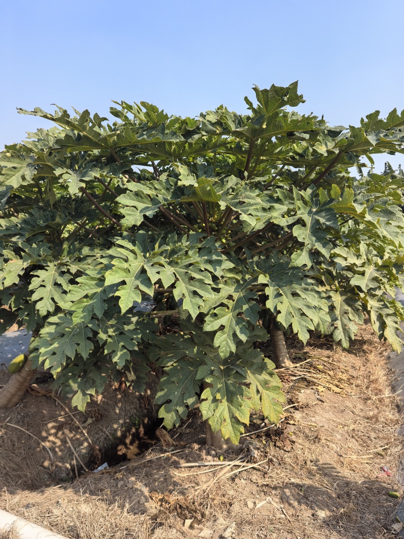 大青水果木瓜