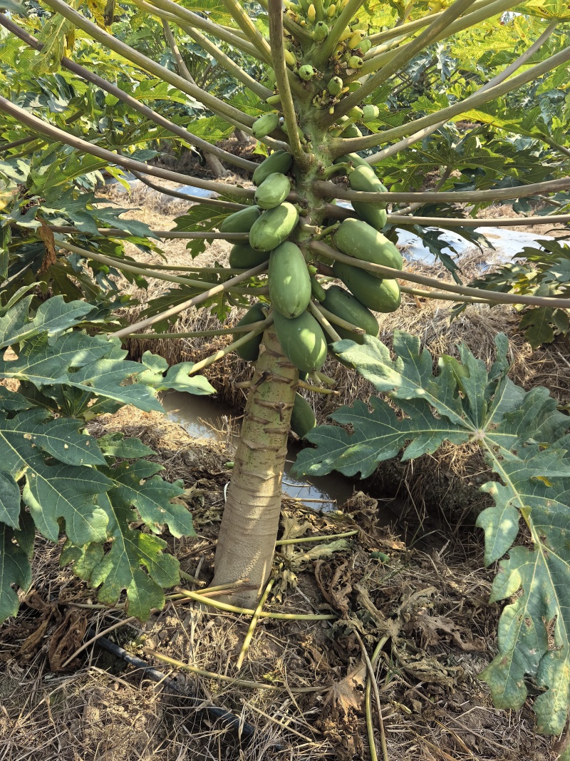 大青水果木瓜