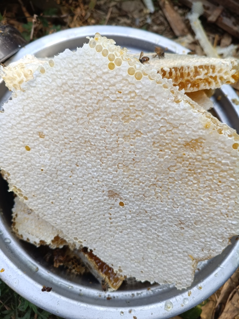 土蜂蜜，野生蜂蜜