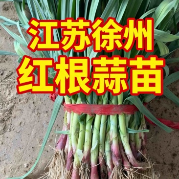 徐州沛县红根蒜苗高度45-50去黄叶可水洗