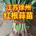 徐州沛县红根蒜苗高度45-50去黄叶可水洗