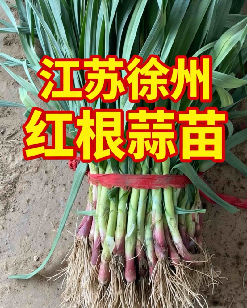 徐州沛县红根蒜苗高度45-50去黄叶可水洗
