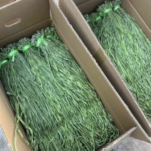 高原贡菜产地直发精品贡菜