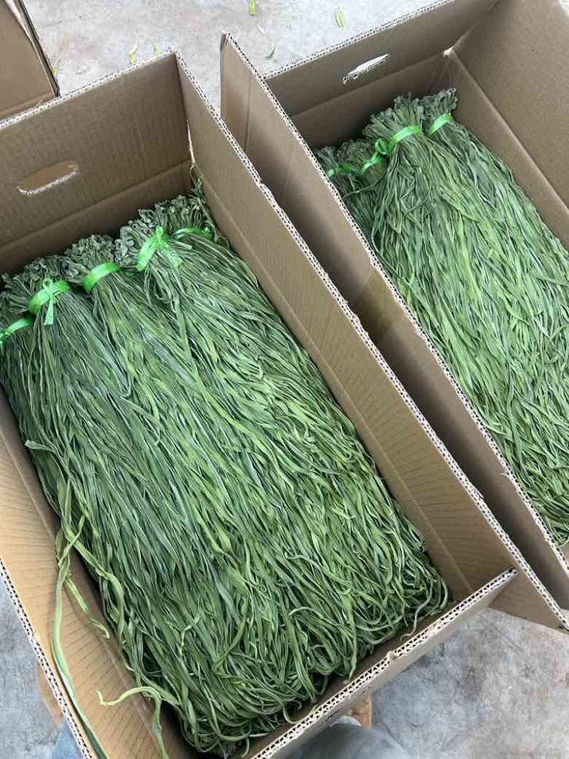高原贡菜产地直发精品贡菜