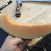哈密瓜