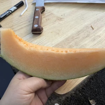 哈密瓜
