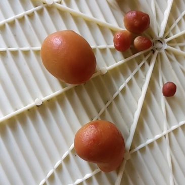 鸡宝