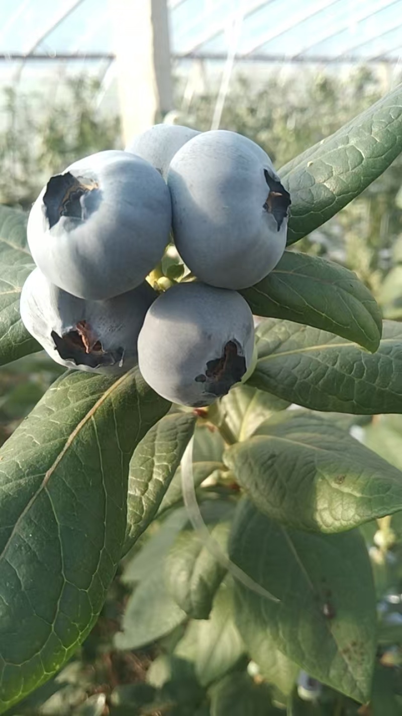 山东莒县精品蓝莓大量上市🫐
