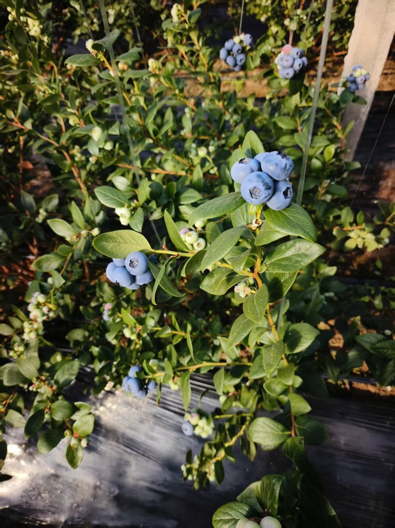 山东莒县精品蓝莓大量上市🫐