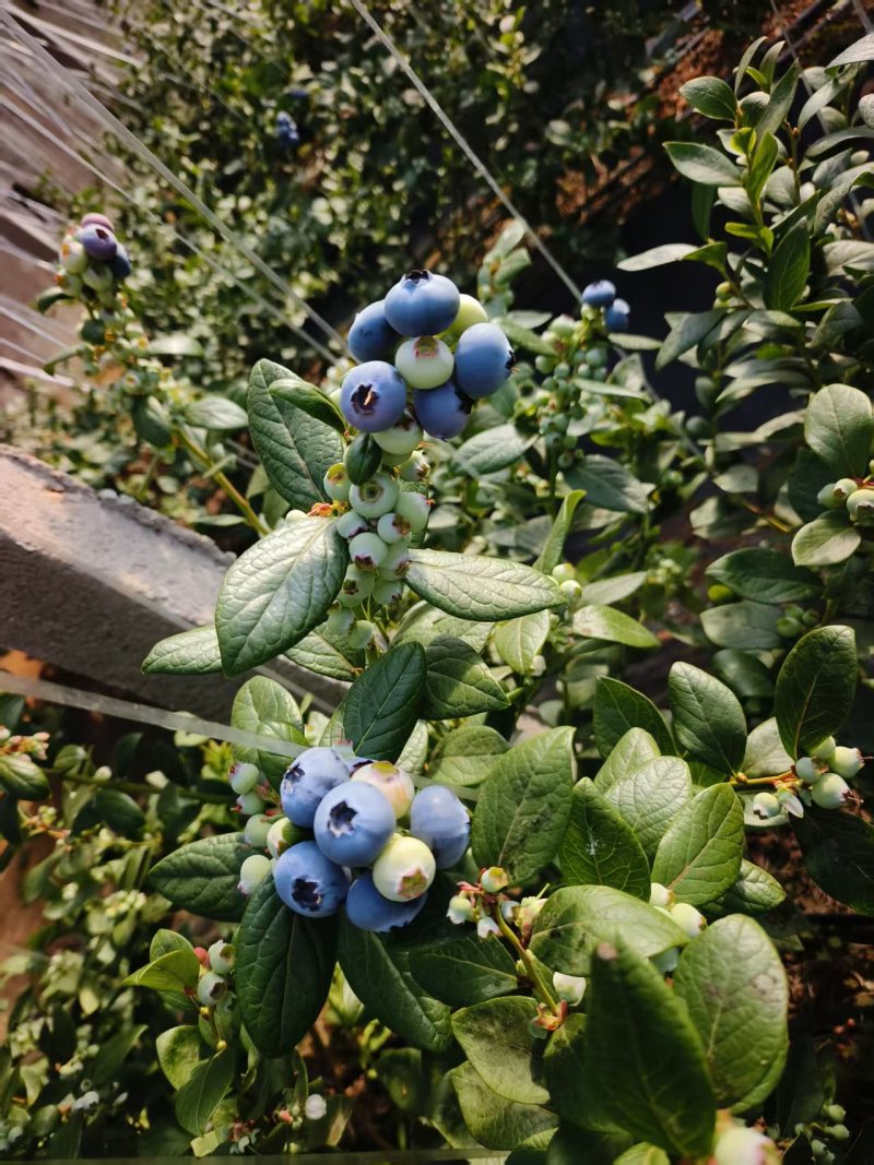 山东莒县精品蓝莓大量上市🫐