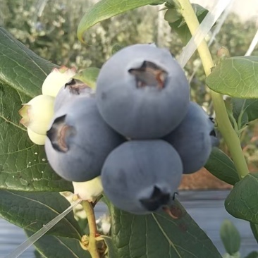 山东莒县精品蓝莓大量上市🫐