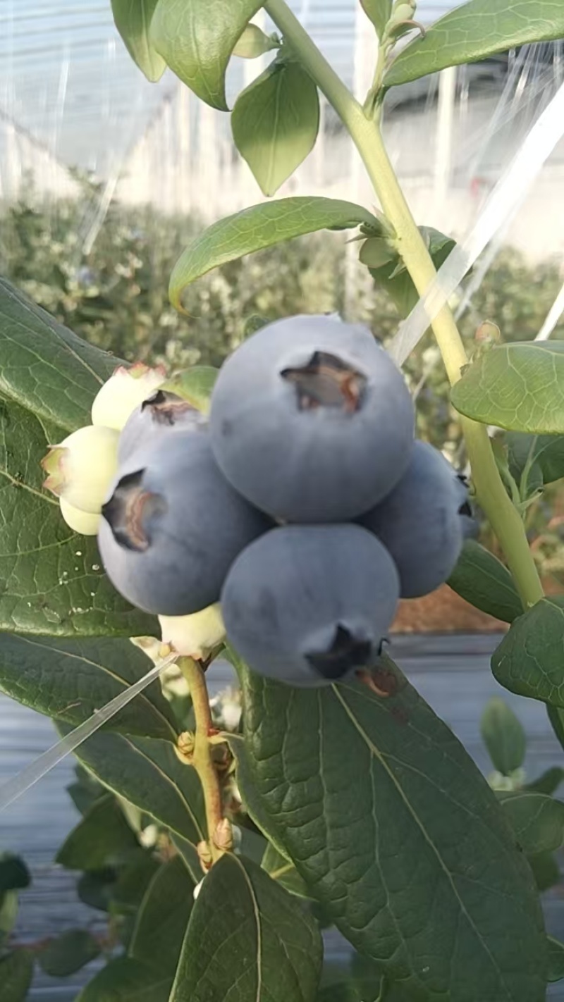 山东莒县精品蓝莓大量上市🫐