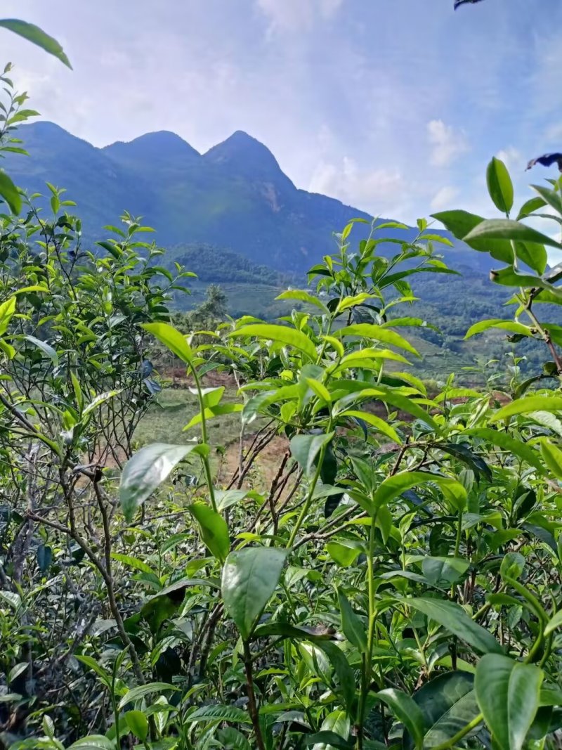 茶叶