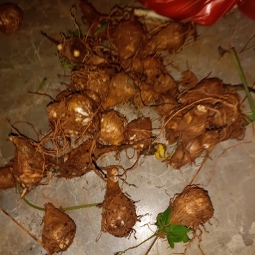 毛芋头