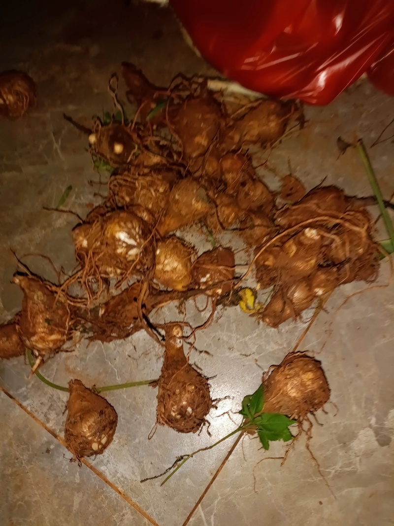 毛芋头