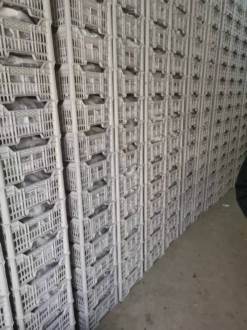 克伦生葡萄量大