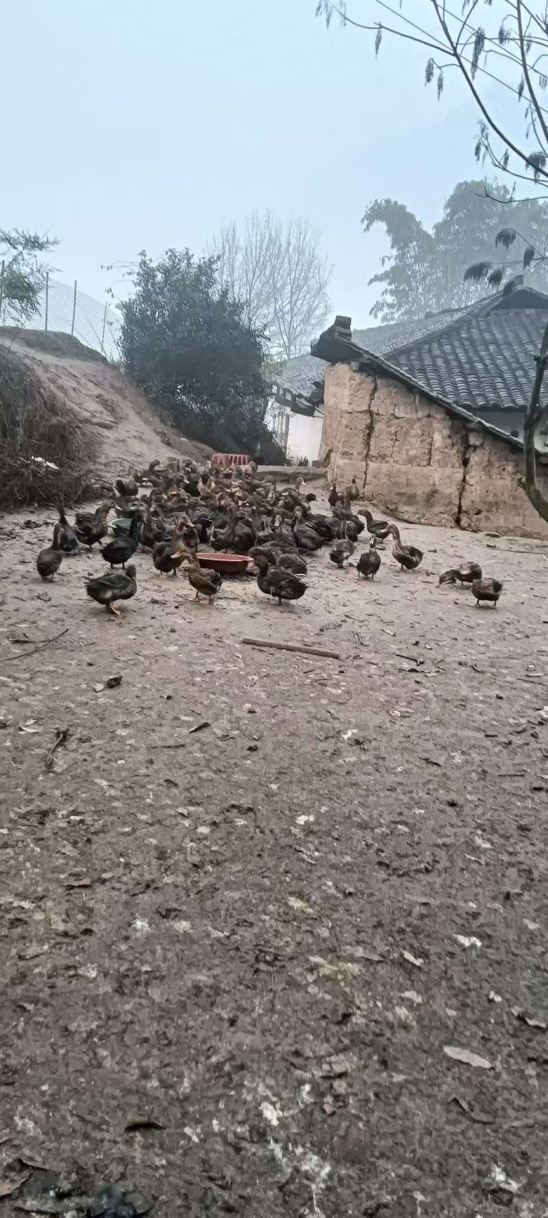 自家养的，从没有喂过饲料的，一年一上的老土鸭