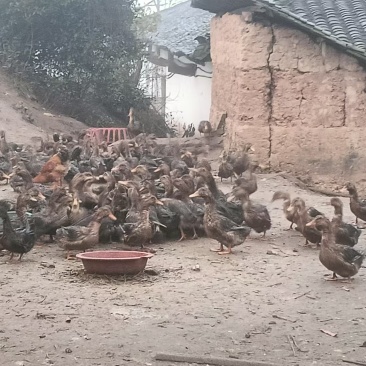 自家养的，从没有喂过饲料的，一年一上的老土鸭
